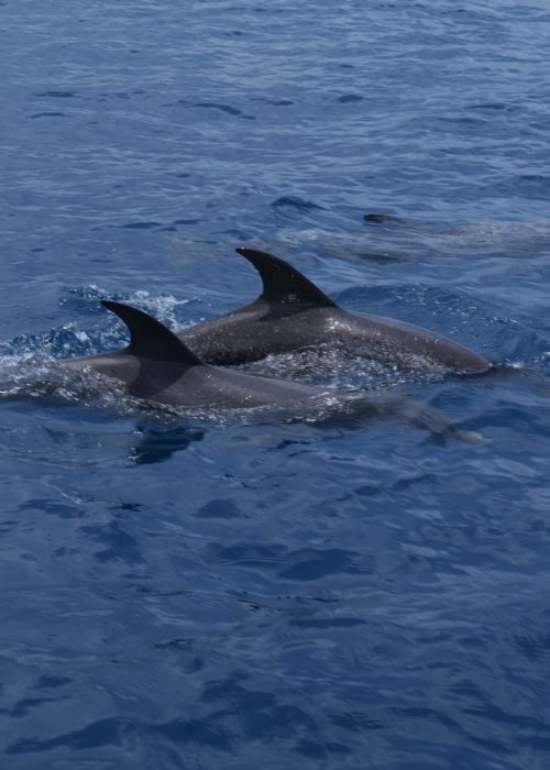 Dolphins 02
