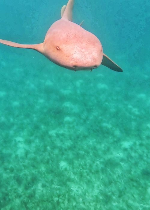 Snorkeling shark 08